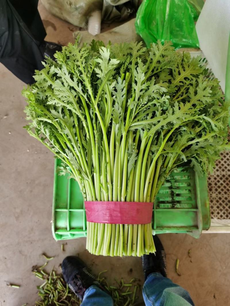 茼蒿，精品茼蒿上市中，品质好，价格优，各种蔬菜供应。