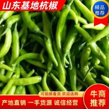 广西小米椒大量稳定供应按需做货质量稳定供应