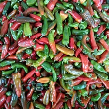 广西小米椒大量稳定供应按需做货质量稳定供应