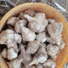 湖南常德菊芋，基地直供，一手货源，量大从优，质量保证