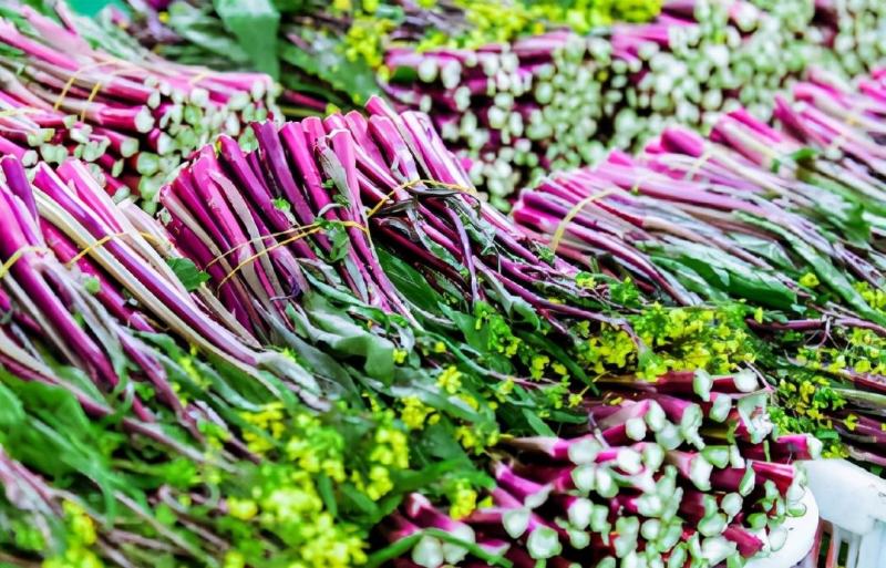 红菜苔 产地一手货源，现摘现发，看货论价保质保量