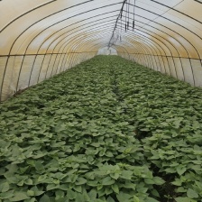 红薯梗干，地瓜梗长期有货批 发