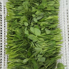 上海豌豆苗大量现货支持发货江浙沪欢迎来电详谈！