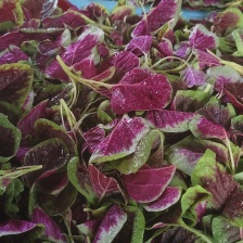 野苋菜冻品速冻野苋菜绿苋菜菜团子包子做馅做菜用