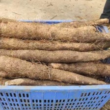 湛江特产，新鲜毛薯