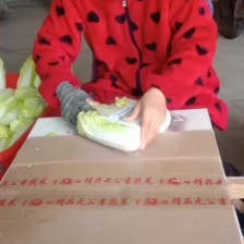 【冷库 黄心大/小颗娃娃菜 预售 飞鸽找货】