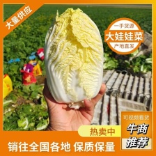 【冷库 黄心大/小颗娃娃菜 预售 飞鸽找货】