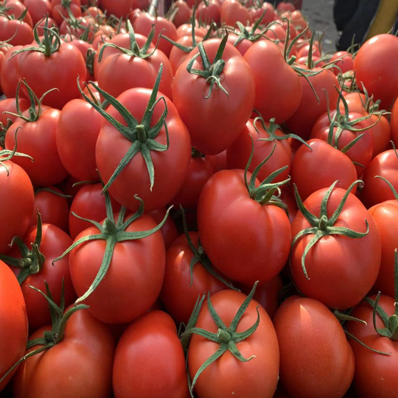 精品大红<font color=red>西红柿</font>量大供应欢迎新老顾客前