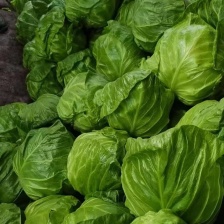 山东聊城产地，甘篮，圆包菜，大量供应，产地直发