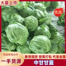 山东聊城产地，甘篮，圆包菜，大量供应，产地直发