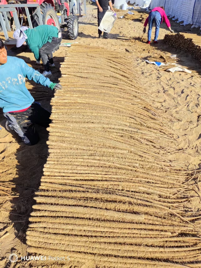 精品铁棍<font color=red>山药</font>大量上市产地直发 供应全