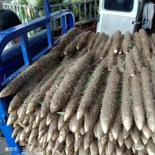 精品铁棍山药大量上市产地直发 供应全国质量保证 看货定价