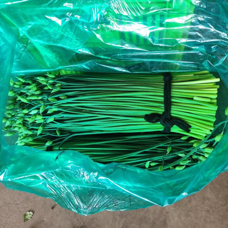 韭苔，韭菜苔，韭菜花，产地直发