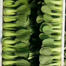 新鲜上海青大量上市，颗颗青翠，产地直发质量保证，欢迎采购