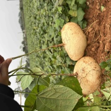 产地批发，惊爆价