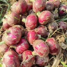 【实力】精品紫皮洋葱 8厘米以上超市直供 口感好体型好