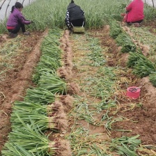 精品红根蒜苗大量有货需要的联系