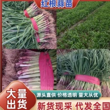 红根蒜苗，冷室棚，嫩绿。颜色鲜艳。确保有货。保证质量。