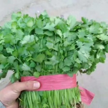 <font color=red>香菜</font>大叶<font color=red>香菜</font> 产地直销量大质优价格优