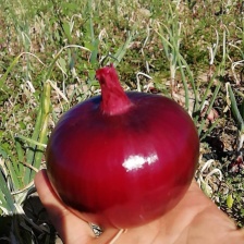 【热卖推荐】精品洋葱 一手货源 产地直销 可视频看货