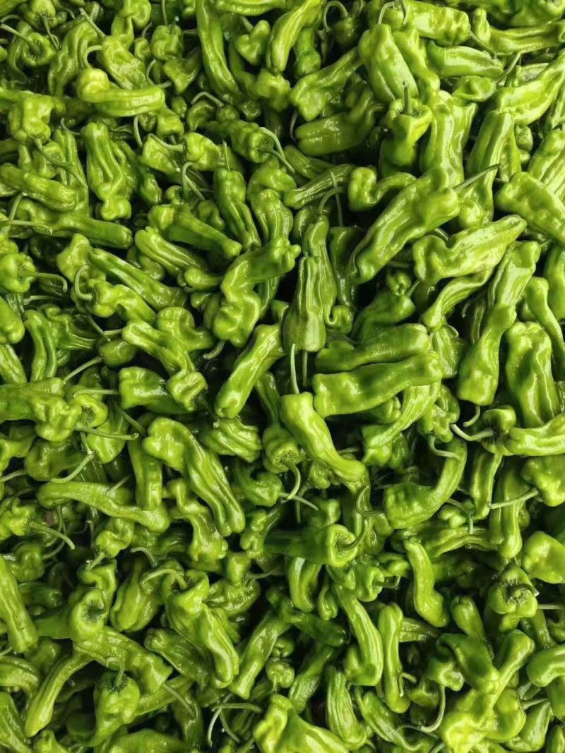 【实力】薄皮椒山东鲜辣椒量大价优，规格齐全欢迎电联