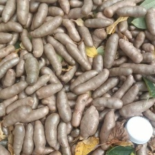 铁棍<font color=red>山药</font>豆