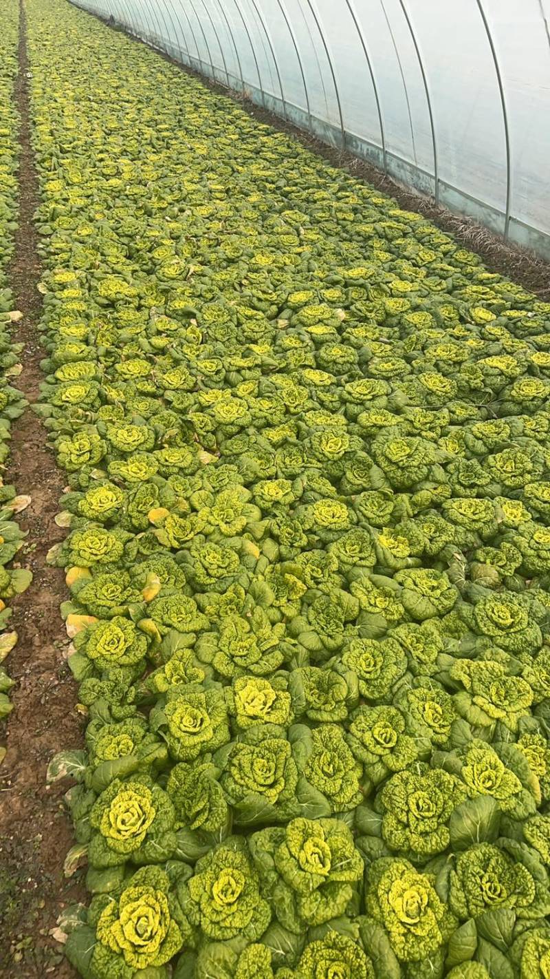 黄心菜，精品黄心大量上市欢迎咨询，购买量大从优