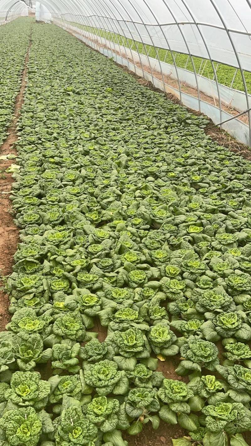 黄心菜，精品黄心大量上市欢迎咨询，购买量大从优