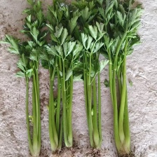 聊城市西芹<font color=red>芹菜</font>种植基地，产地直供，量