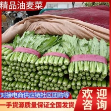 油麦菜 产地直销 量大质优 价格优惠 一手货源 欢迎采购