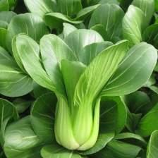 （基地直供）青海西宁上海青品质上乘，全国发货，货源充足。