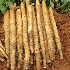 【山药】 铁棍山药 淮山药 火锅店 加工厂电商供应现货