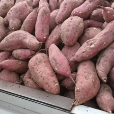 开封道军农业科技有限公司