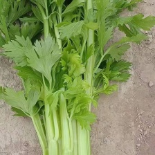 河北昌黎芹菜大量上市中，常年供应各个市场超市
