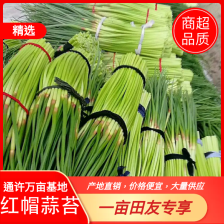 杂交蒜薹 通货 40~50厘米