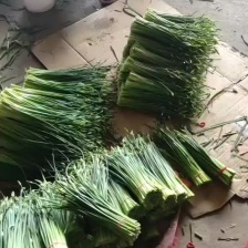 山东平度韭苔 韭菜苔 精品库存韭苔，即将出库 量大从优