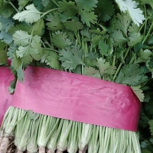 河南一手货源大叶<font color=red>香菜</font>货源充足量大从优