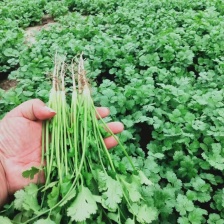 河南一手货源大叶香菜货源充足量大从优欢迎采购热卖中