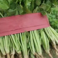 河南一手货源大叶香菜货源充足量大从优欢迎采购热卖中