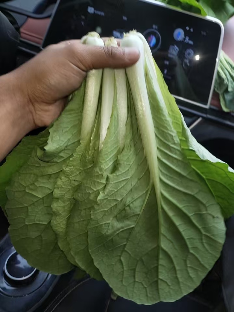 精品 山东快菜小白菜毛白菜产地直发全国供应全国发货常年有