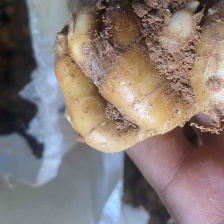 化州沙姜，大量新鲜现货速发，产品保质保量，欢迎选购