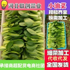 正宗油菜现货秒发欢迎联系