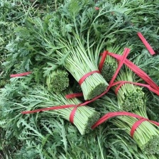 茼蒿 辽宁省锦州市暖棚精品净杆茼蒿（信誉好，质量有保障）