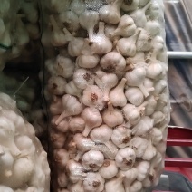 苍山大蒜，苍山四六瓣，大量供应，产地直发欢迎联系