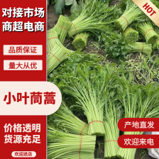 茼蒿  产地直供  大量供应  优质茼蒿