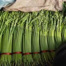 茼蒿  产地直供  大量供应  优质茼蒿