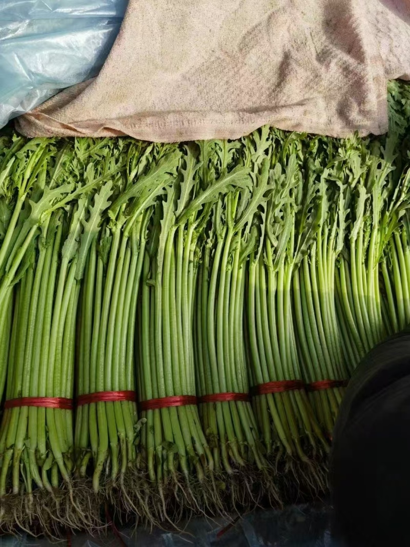 茼蒿  产地直供  大量供应  优质茼蒿