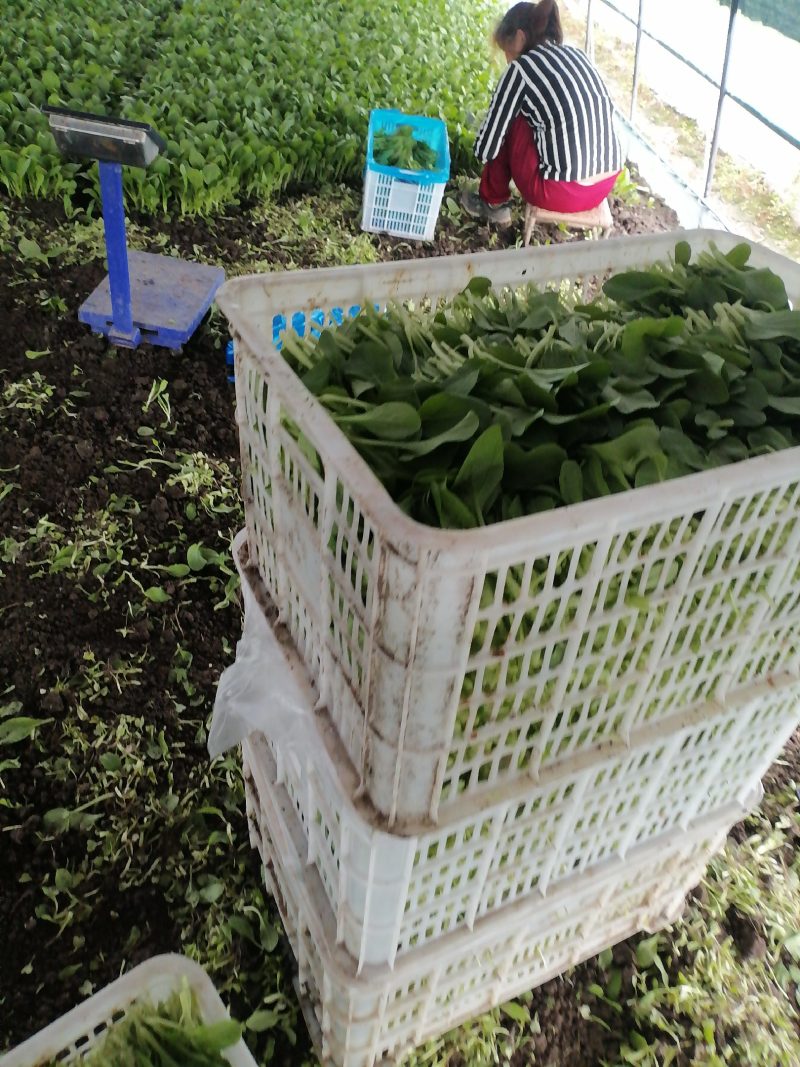 鸡毛菜，产地直发，大量有货，量大从优，欢迎各位老板咨询