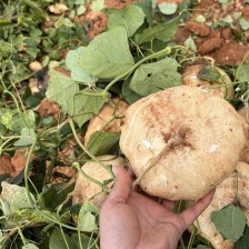 口感清甜，水分充足