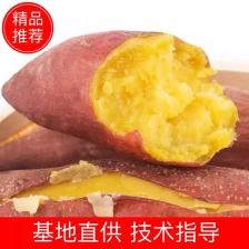 品质<font color=red>西瓜</font>红 产地直发 广东<font color=red>西瓜</font>红 对